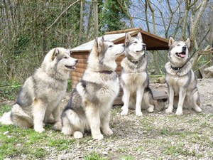 malamute