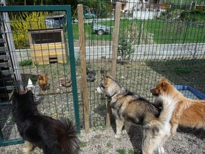 poules et malamutes