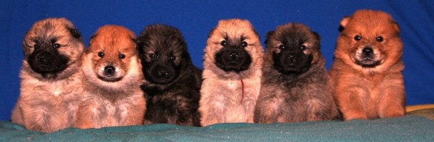 chiots eurasiers