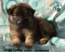 chiot eurasier