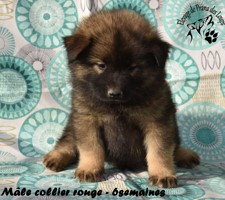 chiot eurasier