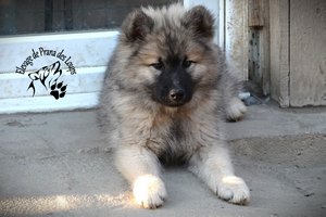 chiot eurasier