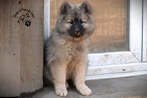 chiot eurasier