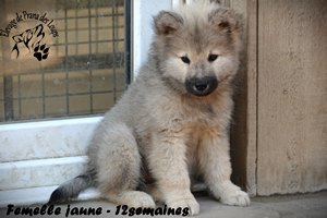 chiot eurasier