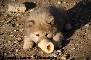 chiot eurasier