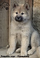 chiot eurasier