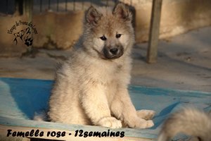 chiot eurasier