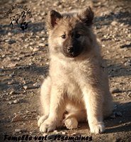 chiot eurasier