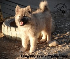 chiot eurasier