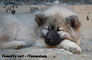 chiot eurasier