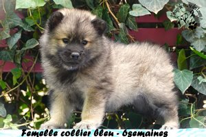 chiot eurasier