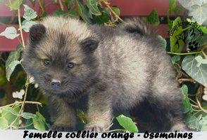 chiot eurasier