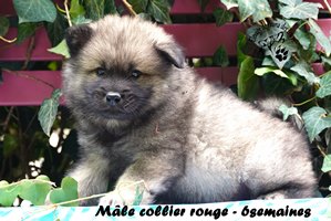 chiot eurasier