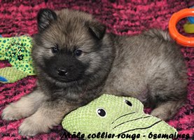 chiot eurasier