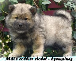 chiot eurasier