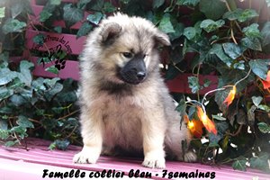 chiot eurasier