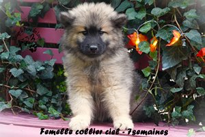 chiot eurasier