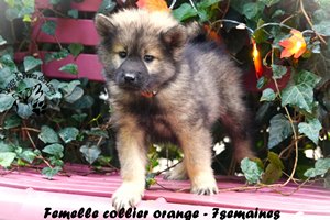 chiot eurasier