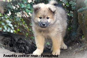 chiot eurasier