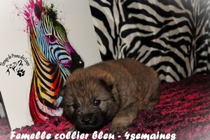 chiot eurasier