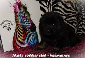 chiot eurasier