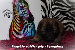 chiot eurasier