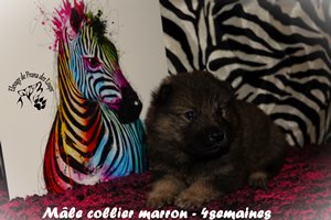 chiot eurasier