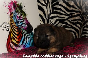 chiot eurasier