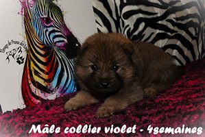 chiot eurasier