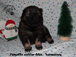 chiot eurasier