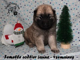 chiot eurasier