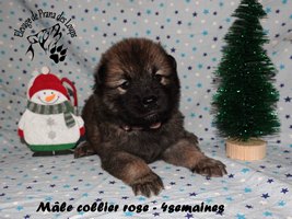 chiot eurasier