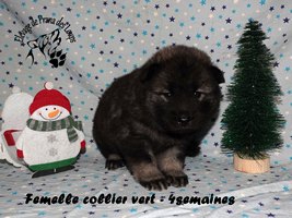 chiot eurasier