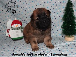 chiot eurasier