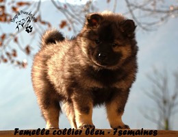 chiot eurasier