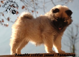 chiot eurasier