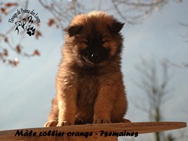 chiot eurasier