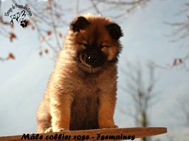chiot eurasier