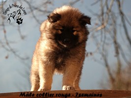 chiot eurasier