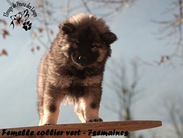 chiot eurasier
