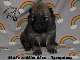 chiot eurasier