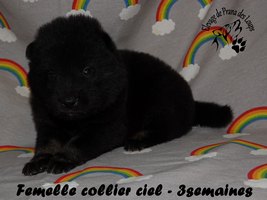 chiot eurasier