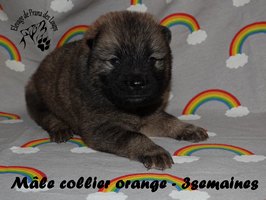 chiot eurasier