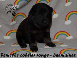 chiot eurasier