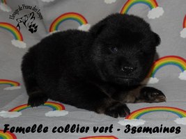 chiot eurasier
