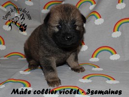 chiot eurasier