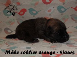 chiot eurasier