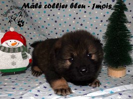 chiot eurasier