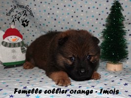 chiot eurasier