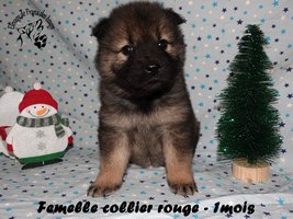 chiot eurasier